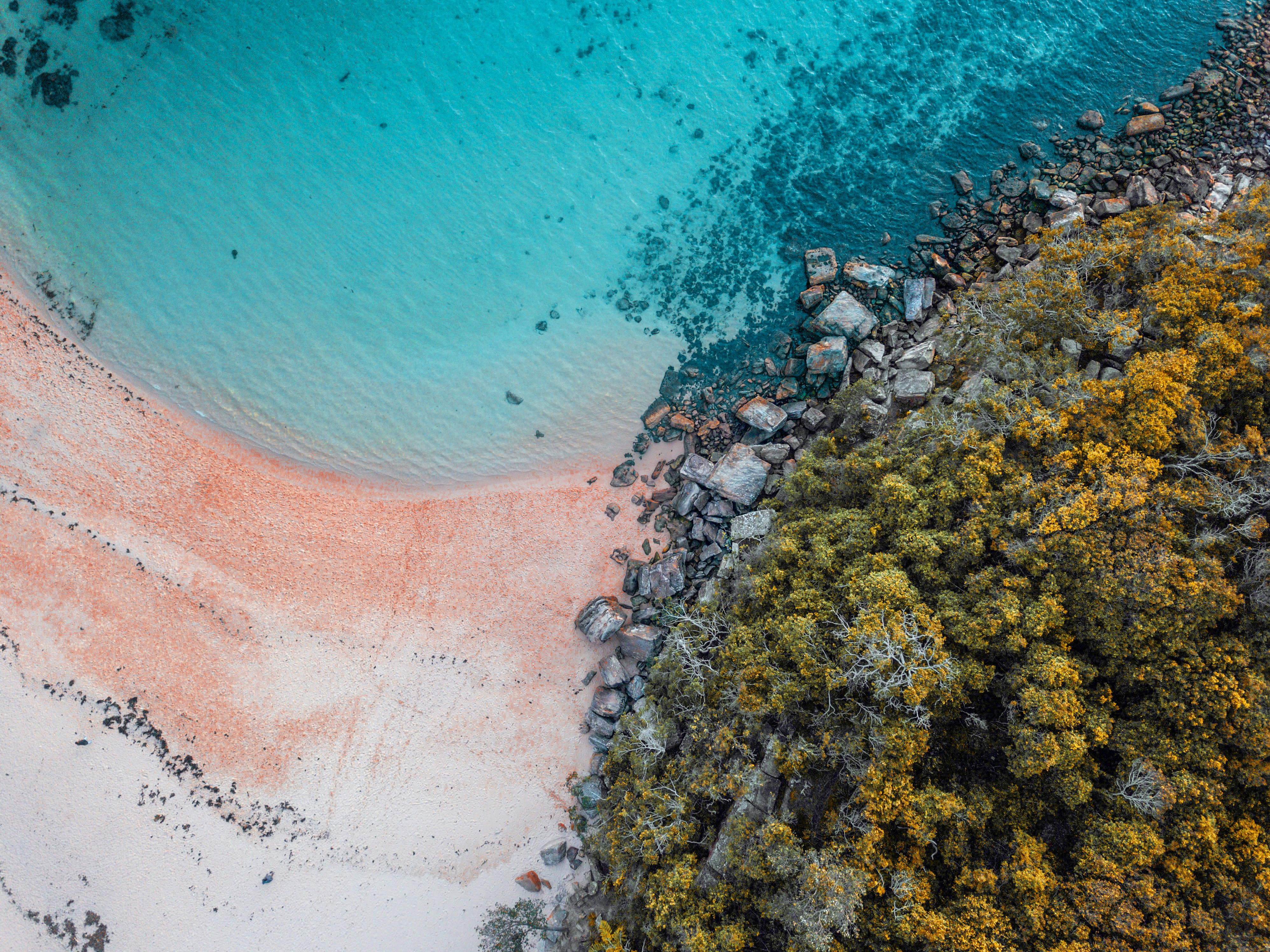 aerial photo of white sandy beach and green trees